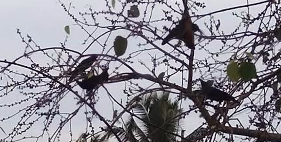 നന്മണ്ട അങ്ങാടിയിലെ വവ്വാല്‍ കൂട്ടങ്ങള്‍ പ്രദേശവാസികളുടെ ഉറക്കം കെടുത്തുന്നു
